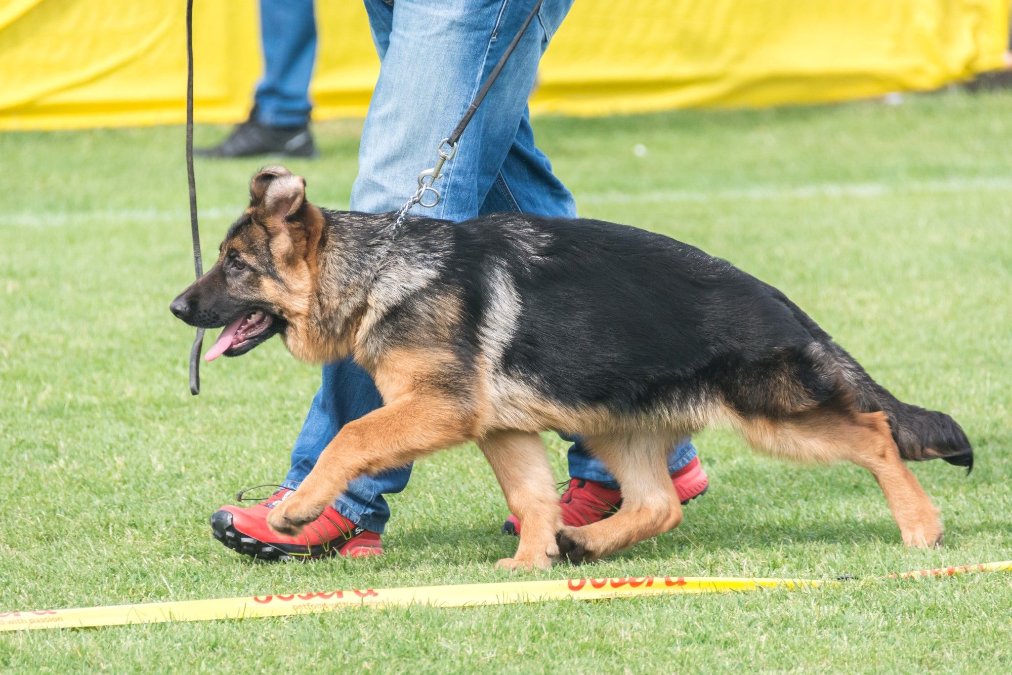06.05.2018. - Izložba njemačkih ovčara na nogometnom igralištu NK Rječina